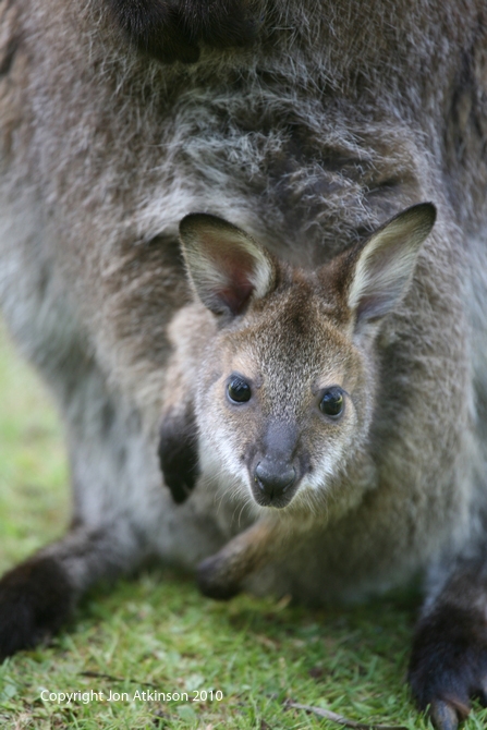 Eastern Grey Kangaroo, Joey